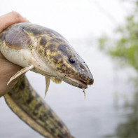 Foto de Burbot