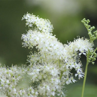 Foto de meadowsweet (meadowsweet) 2