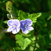 Photo Veronica officinalis