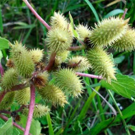 Foto de la polla de fruites 5