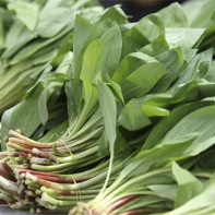 Foto vill hvitløk 5