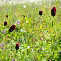 Foto av blødningen 4