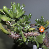 ภาพถ่ายต้นไม้เงิน 4