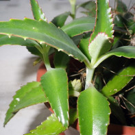 Bilde Kalanchoe 3