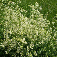 Bilde av en bedstraw 4