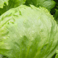 Iceberg Salad Photo 4