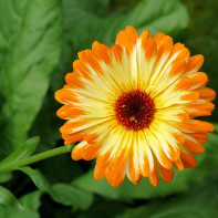 Foto de calendula 5