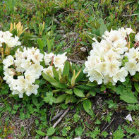 Foto de Rhododendron 3 del Caucàsic