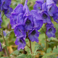 Aconite-foto