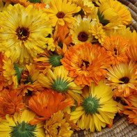 Foto de calendula 3