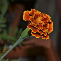Foto de Marigold 2
