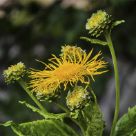 ภาพถ่ายของ elecampane