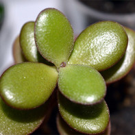 ภาพต้นไม้เงิน