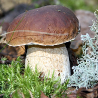 Foto de bolets de porcini 2