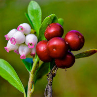 Bearberry-foto