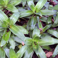 Kollisjonsfoto (gylden bart) 3