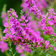 Bilde av loosestrife loosestrife 2