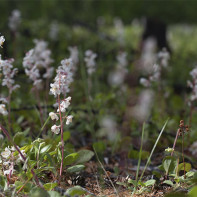 Bilde av Grushanka 4
