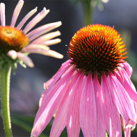Echinacea bilde 5