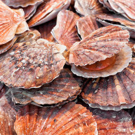 Bilde av kamskjell 3