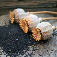 Photo llavors de rosella