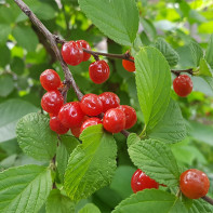 Bilde av kirsebærblader 5