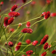 Bilde av Hemophilus 3