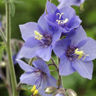 Bilde av cyanosis blue 4