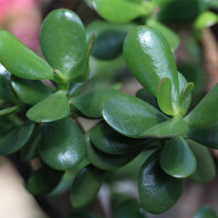 รูปต้นไม้เงิน 3