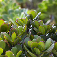 รูปต้นไม้เงิน 2