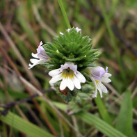 Foto de eyebright 2