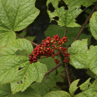 Foto av fristelsen 5