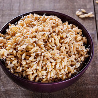 Foto av grodd hvete 3