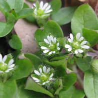 Bilde av woodlice grass 5