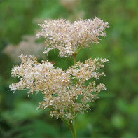 Foto de meadowsweet (meadowsweet) 4