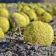 Bilde av adam apple 4