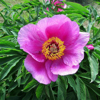 Bilde av peony evading 3