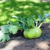 Bilde av kohlrabi kål 2