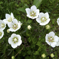 รูปภาพของ Belozor Marsh 3