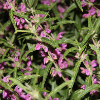 Foto de grass popper 4