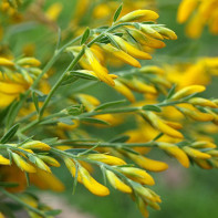 Foto gorse fargestoff 3