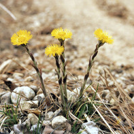 Bilde av coltsfoot 2