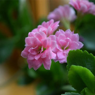 Bilde Kalanchoe 4