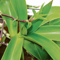 Kollisjonsfoto (gylden bart) 4