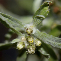 Bilde av sushnitsy 4