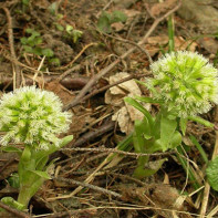 Bilde av butterbur 2