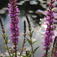 Bilde av loosestrife loosestrife 3