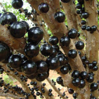 Jaboticaba bilde 5