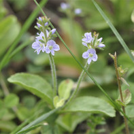 Photo Veronica officinalis 3