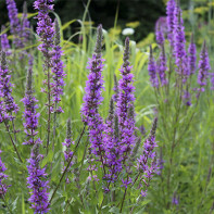 Bilde av loosestrife loosestrife